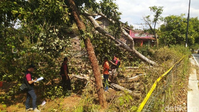 Heboh Pohon Sengon Dituding Biang Kerok Listrik Padam