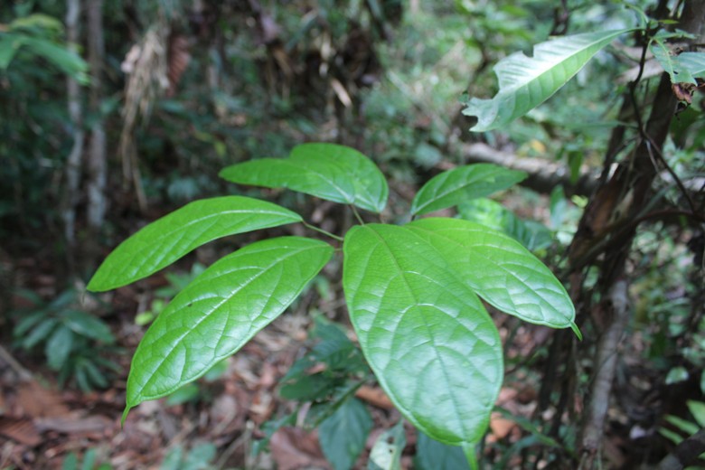 Sengkubak, Micin Alami Dari Kalimantan