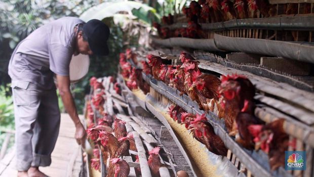 Siap-Siap Ibu, Harga Ayam Bakal Terbang, Ini Biang Keroknya
