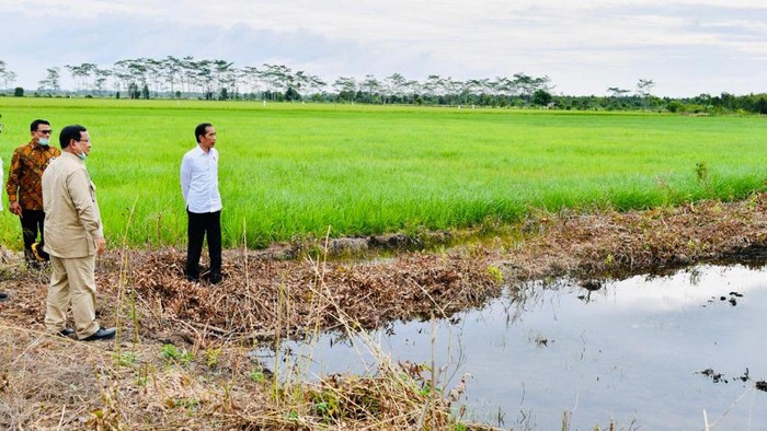 Menhan Tanam Singkong Buat Pertahanan Negara, Baru Tahu Ya?