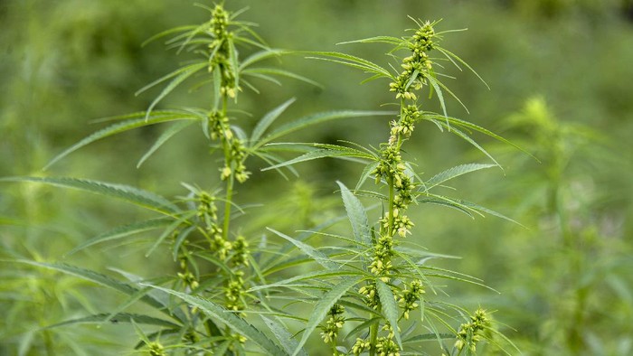 Peneliti Tak Setuju Revisi Aturan Ganja di Indonesia, Ini Alasannya