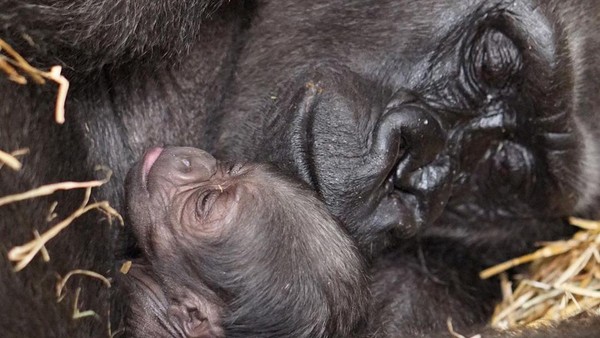 Kejadian Langka: Gorila Jantan Sully Melahirkan di Kebun Binatang &#91;Kompetisi KGPT&#93;