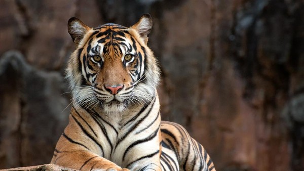 Warga Bengkulu Tewas Diterkam Harimau, Kaki Korban Hilang