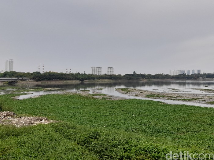 Warga Minta Waduk Pluit Dibersihkan dari Sampah dan Eceng Gondok