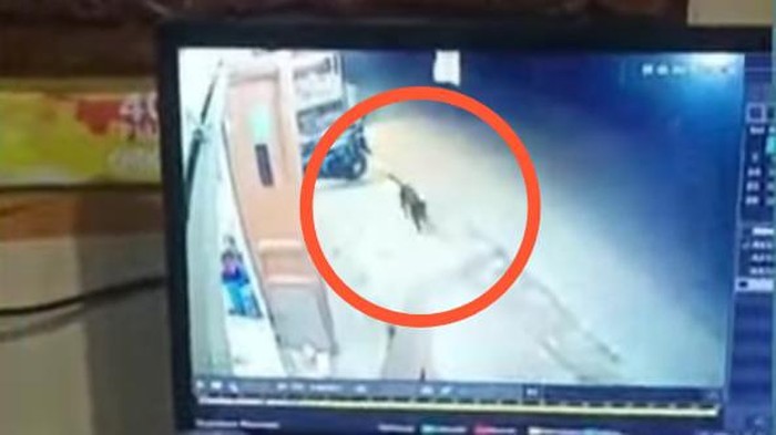 Heboh Anjing Ngepet di Gowa Sulsel, Warga Ngaku Kehilangan Uang