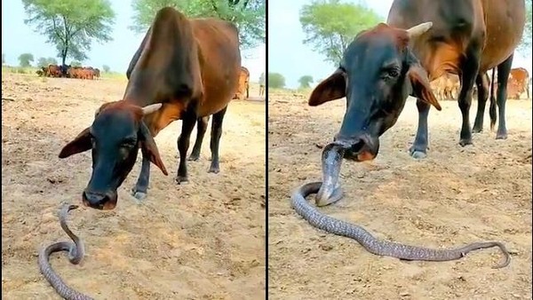 viral-video-sapi-menunjukkan-kasih-sayang-pada-king-kobra-kompetisi-kgpt