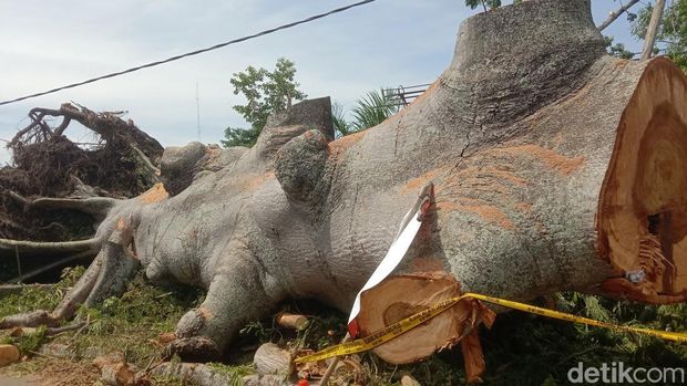 Penampakan Pohon &#039;Raksasa&#039; Berusia 4 Abad yang Tumbang di Indramayu