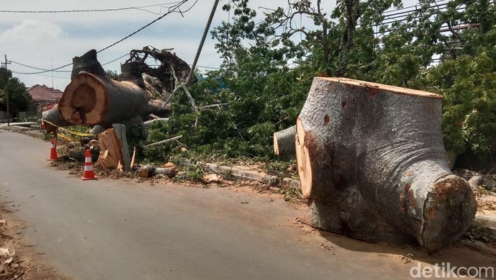 Penampakan Pohon 'Raksasa' Berusia 4 Abad yang Tumbang di Indramayu