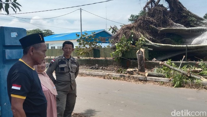 Penampakan Pohon &#039;Raksasa&#039; Berusia 4 Abad yang Tumbang di Indramayu