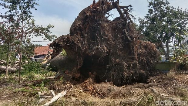 Penampakan Pohon &#039;Raksasa&#039; Berusia 4 Abad yang Tumbang di Indramayu