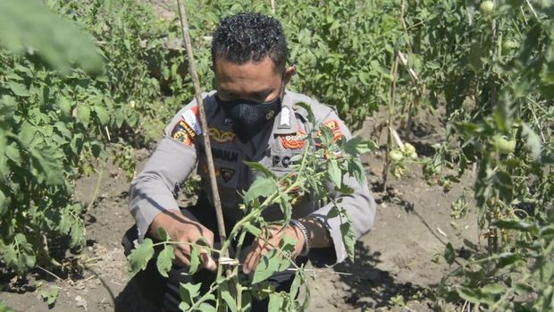 Bripka Nasrul Sulap Lahan Tidur untuk Budidaya Tomat Langka di Belu