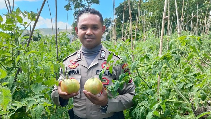 Bripka Nasrul Sulap Lahan Tidur untuk Budidaya Tomat Langka di Belu