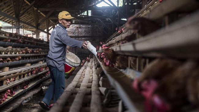 Derita Peternak Ayam, Rugi Rp2 Triliun hingga Gulung tikar
