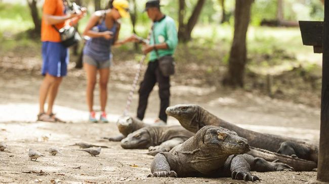 Kalau Pulau Komodo Ditutup, Warga Desanya Dikemanakan?