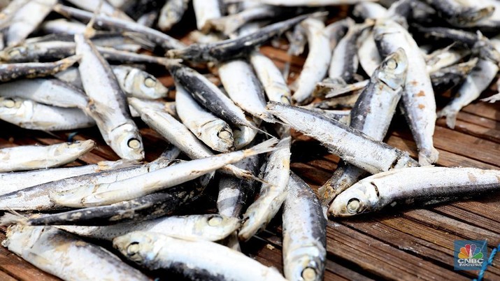 China Ternyata Curi Ikan di Natuna, Eh RI Malah Impor!