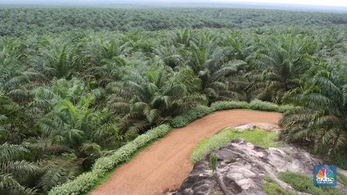  Alert! AS Boikot Minyak Sawit Perusahaan Ini, Kebunnya di RI