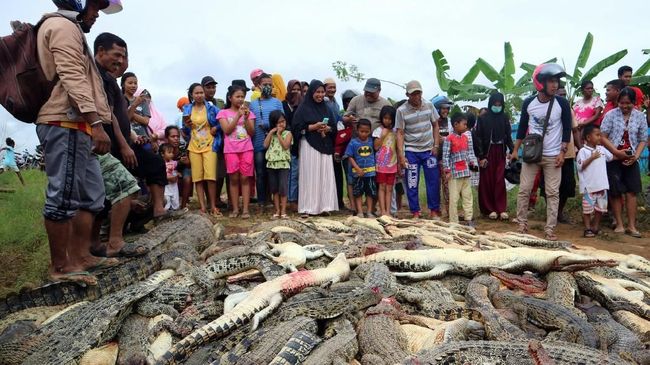 Aksi Pembantaian Buaya di Sorong Papua Jadi Sorotan Media Jepang