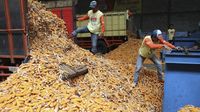 gejolak-harga-jagung-pemerintah-akui-telat-ukur-kebutuhan