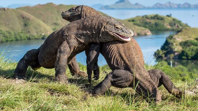 Tiket Wisata Pulau Komodo Mahal? Wajar, dong!