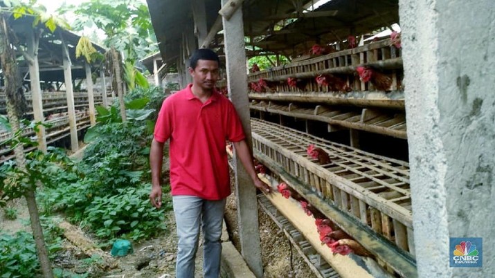 Jagung Masih Mahal, Harga Telur & Daging Ayam Terancam Naik