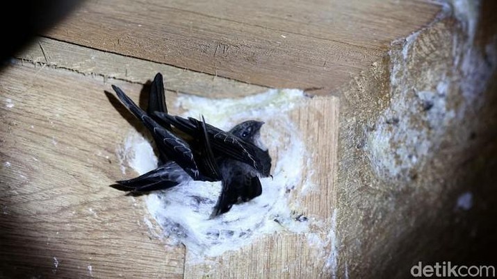 Sarang Burung Walet Indonesia Harta Karun yang Diincar China