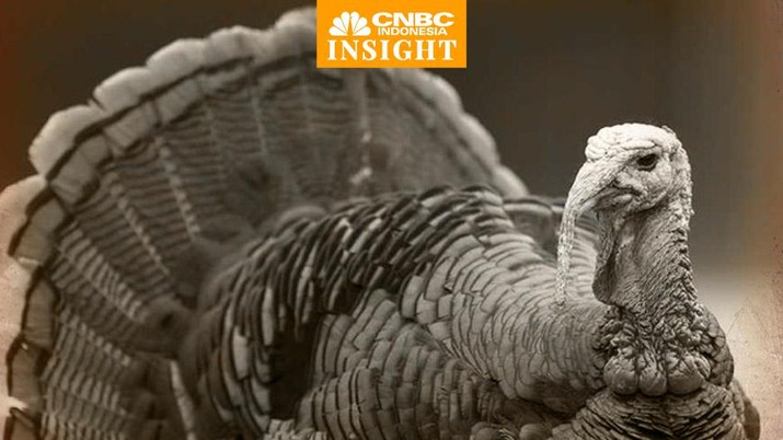 Cerita Turki Ganti Nama Negara,Gegara Turkey (Ayam Kalkun)