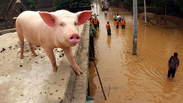 China Dibuat Pusing Babi, Inflasi Tembus Rekor Dalam 2 Tahun