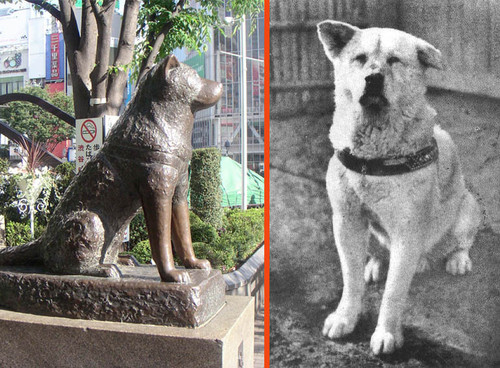 Foto Langka Kematian Hachiko Si Anjing Setia Dari Jepang