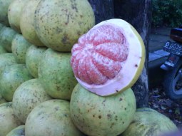 jenis jenis jeruk di sekitar kita