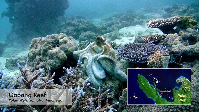 5 Diving Spot Paling Indah Di Indonesia