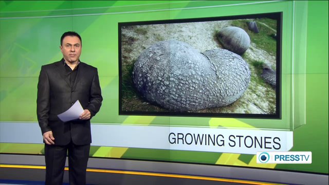 Emang Manusia Aja Yang Bisa Tumbuh Besar, Batu Juga Bisa