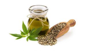 Fumayin, Biji Ganja Hemp untuk Pakan Burung dan Manfaatnya