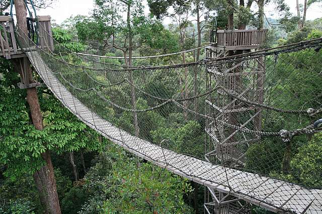 Rasakan Adrenalin di Canopy Bridge - Bukit Bangkirai, Kalimantan Timur