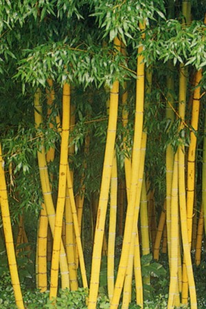 hubungan-yang-erat-antara-masyarakat-indonesia-dengan-pohon-bambu