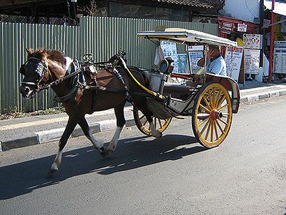 Hewan-hewan Untuk Transportasi