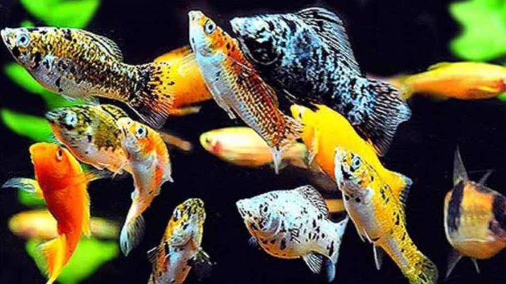5 Pilihan Ikan Hias Air Tawar untuk Akuarium Berukuran Kecil