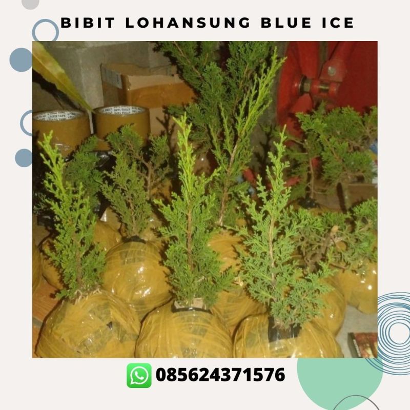 085624371576,toko Bibit bonsai import terpercaya 085624371576,toko Bibit bonsai import terpercaya