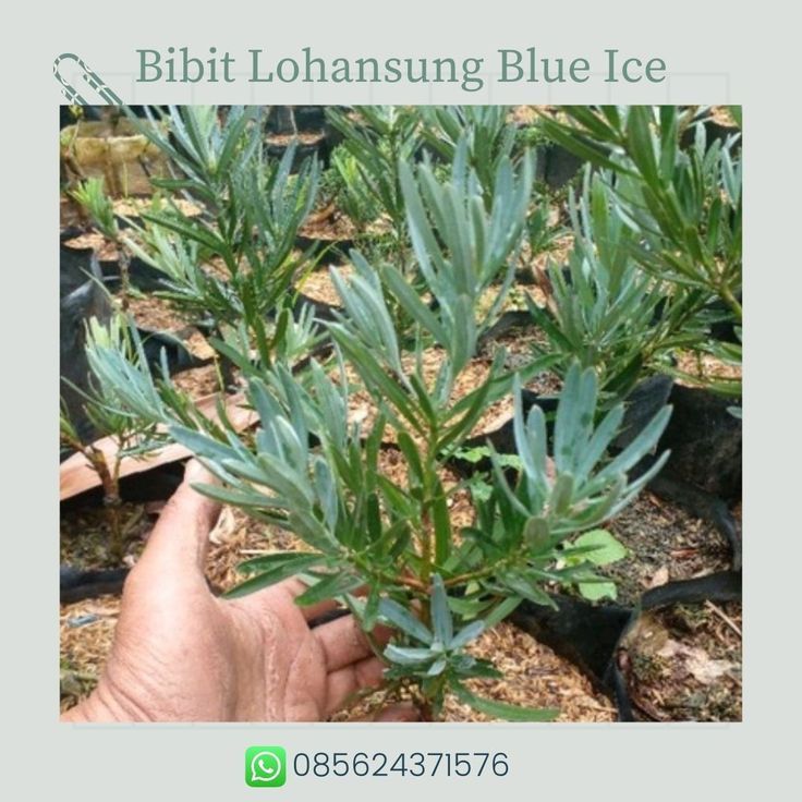 085624371576,jual Bibit bonsai import murah 085624371576,jual Bibit bonsai import murah