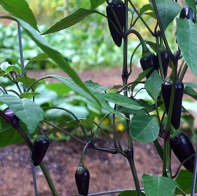 10 Jenis Cabe-cabean Unik
