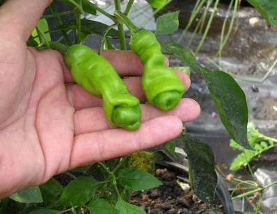10 Jenis Cabe-cabean Unik
