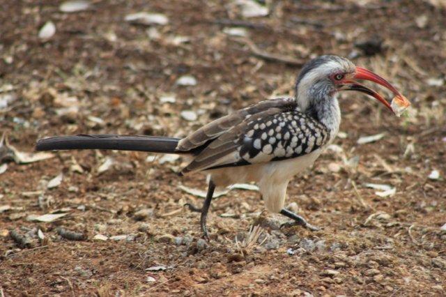 Royal National Park ,Taman Nasional Tertua Di Dunia