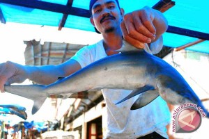 Peduli Terhadap Ikan Hiu