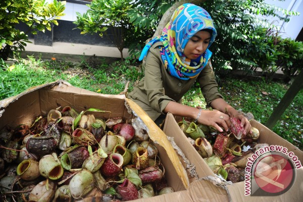Perbedaan Flora di Indonesia Bagian Barat, Tengah &amp; Timur