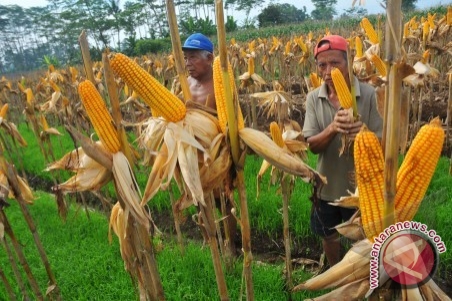 Sumber Karbohidrat yang Biasa Dijadikan Lauk/Sayur