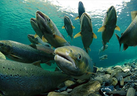 Kisah Heroik Sang Salmon ( Inpiratif )