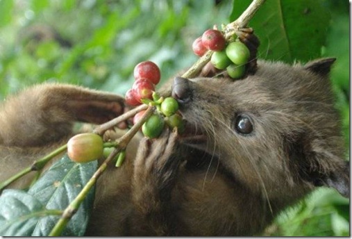 Trik&amp;Tips; mengetahui &quot;Kopi Lwak Asli&quot;.&#91;Biar g Ketipu&#93;