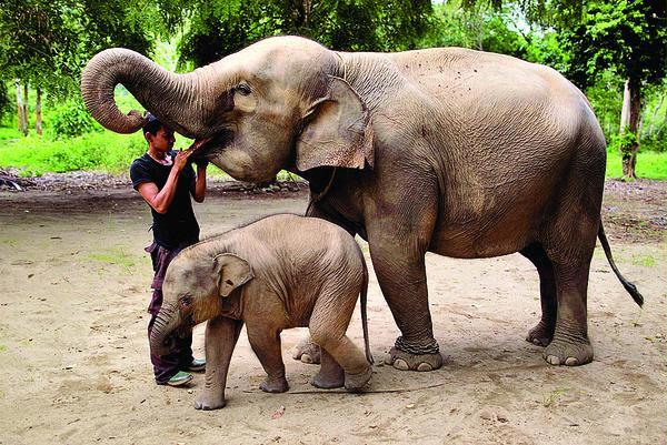 Kisah Raju, seekor Gajah Sumatra yang ditemukan sendiri di hutan tanpa induk