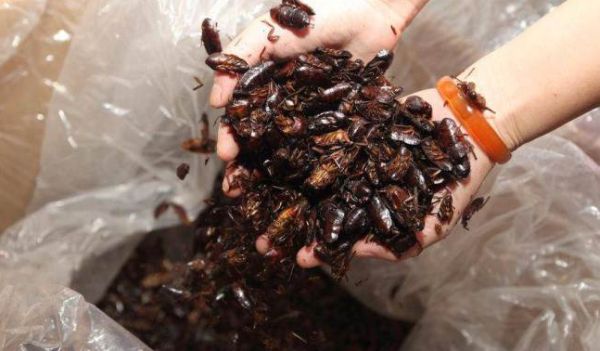 Wanita Ini Mengaku Punya Anak Ratusan Ribu Kecoa