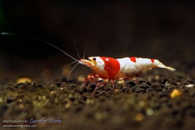 shrimps-and-racks-to-share