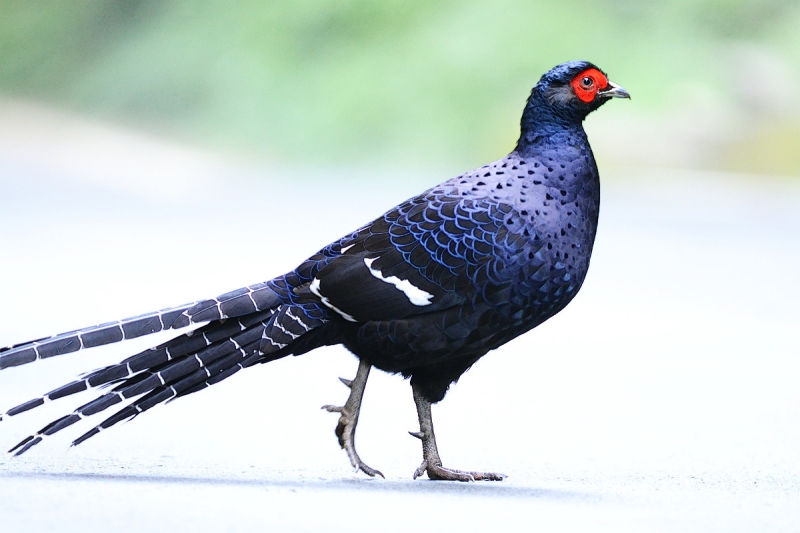 Agan termasuk jenis burung apa??(dilihat dari tanggal lahir)